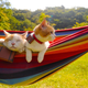 Image for article titled Cats Are the Cutest Guides to Japan